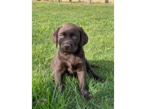 Kahve tüyleri iri patileriyle gerçek labrador retriever