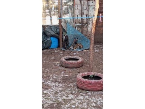 Belgian malinois ve hollanda dutc yavrular