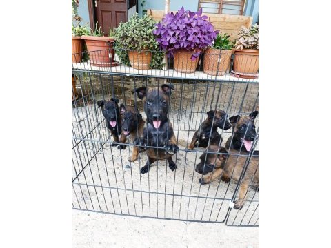 Belçika malinois dişi ve erkek mevcut