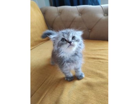 British longhair bebişler