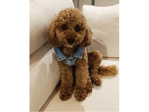 Orjinal toy poodle yavruları kendi köpeğimin yavrusu