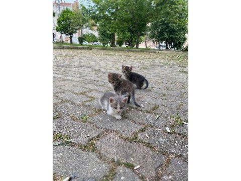 Üç tane yavru tekir acil olarak yuva arıyoruz