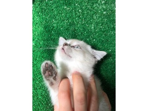 Pamuk tüylü blue point scottish fold