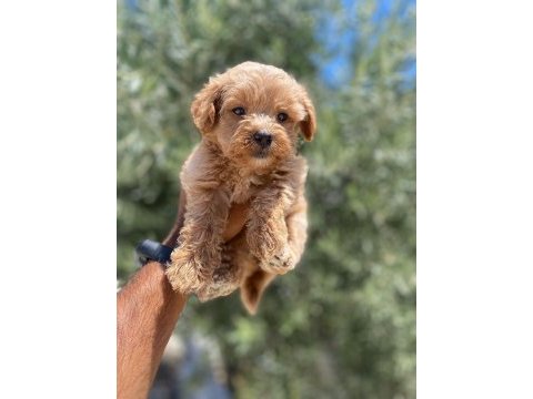 Tea cup f 1 maltipoo bebekler