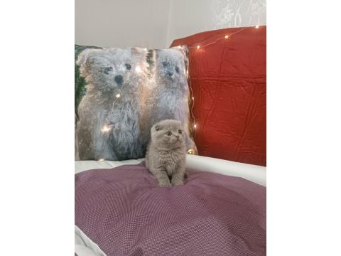 Scottish fold lilac yavrumuz