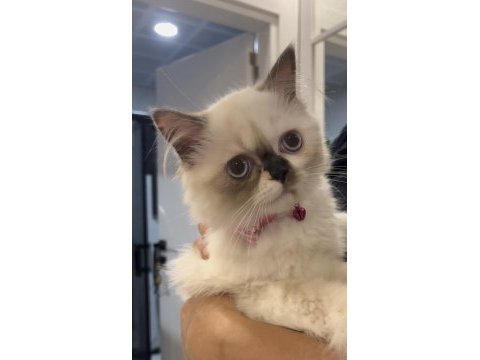 Pofidik chinchilla pandamıza yuva arıyoruz