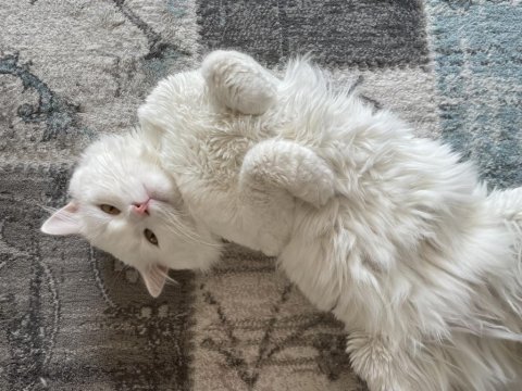 Chinchilla erkek kedi