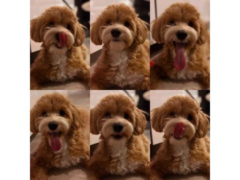 1 yaşında tuvalet eğitimli sütlü karamel renk maltipoo