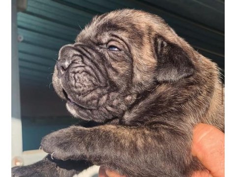 Dev gibi cane corso yavruları