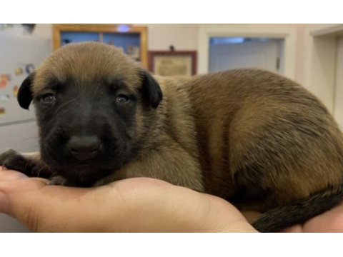 Fcı şecere malinois