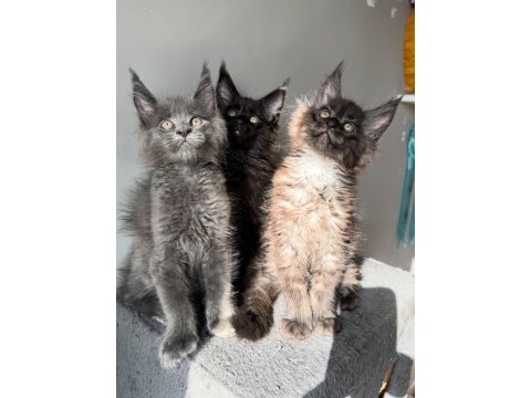 Tescilli en büyük maine coon kor un yavruları