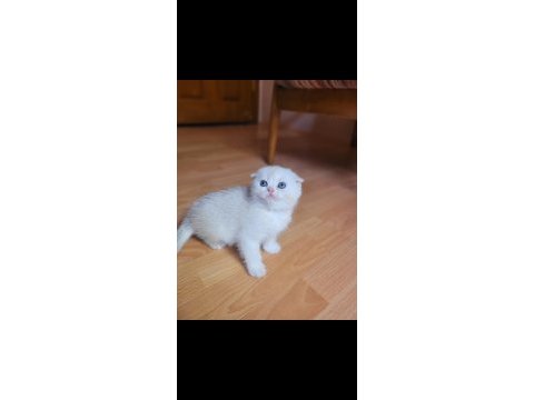 Muhteşem scottish fold yavrular