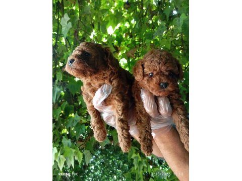 Irk ve sağlık garanti poodle yavrularımız