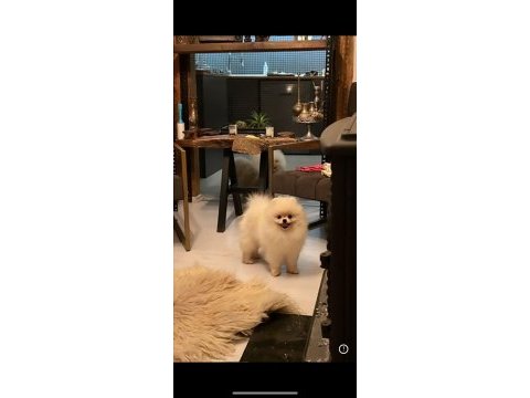 Yetişkin dişi pomeranian boo
