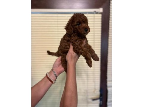 Oyuncu toy poodle yavrularımız
