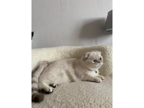 Beyaz scottish fold