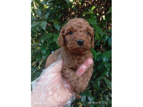 Irk ve sağlık garanti poodle yavrularımız