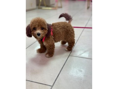Teacup poodle dişi yavrumuz