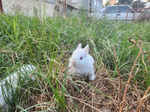 Hollanda cüce tavşan yavrusu