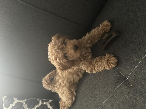 Toy poodle köpeği