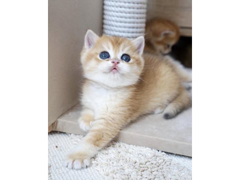 Peluş british shorthair oyuncaklar