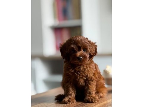 Top poodle 2,5 aylık