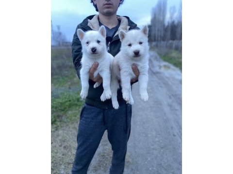 Üst kalite beyaz mavi göz husky yavrular