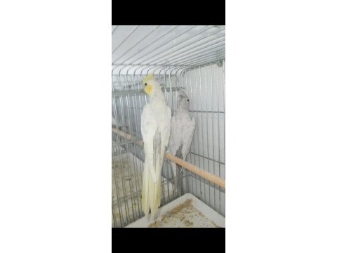 Emeralt sultan papağanı