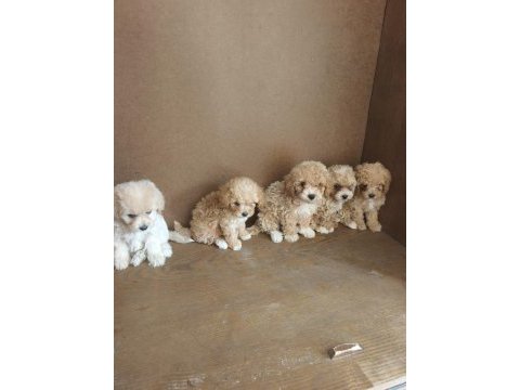 Anne altından maltipoo bebekler