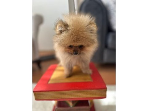 Mikro pomeranian bardak boy