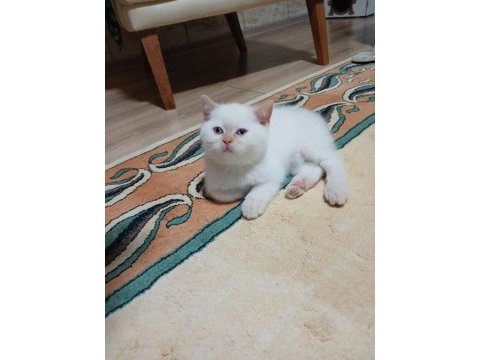 British shorthair red point