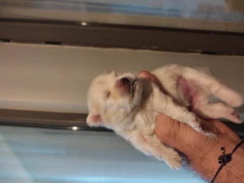 Pomeranian boo köpeklerim