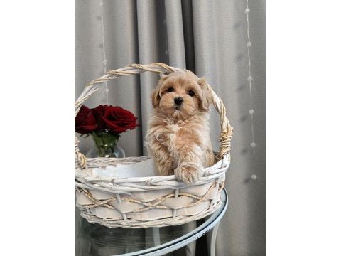 Kore maltipoo yavrular