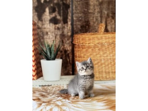 Sevimli brıtısh shorthair yavrular 