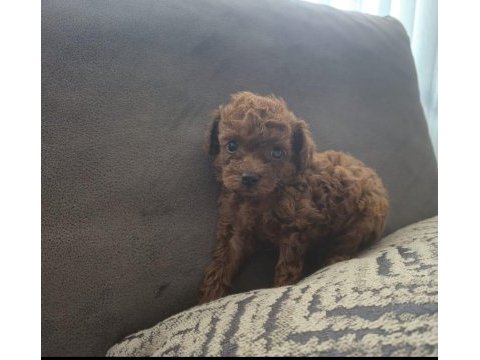 Orjinal yavru kore poodle