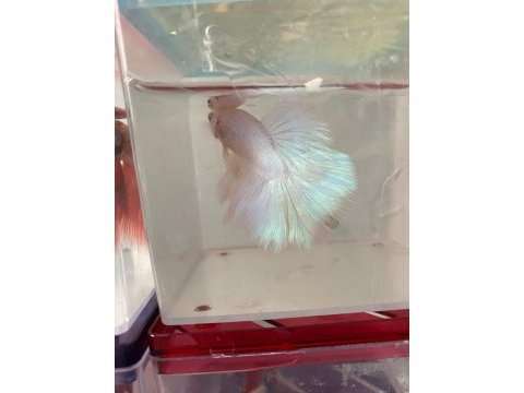Premium betta balıkları
