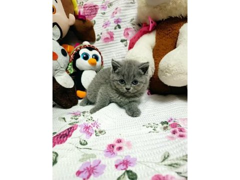 A kalite british shorthair yavrular yeni sahiplerini arıyor