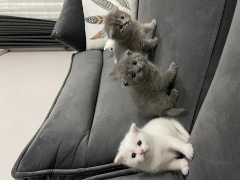 Scottish ve british shorthair kediler