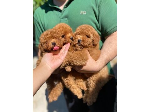 Fci şecereli toy poodle yavrular