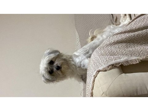 Morkie dişi