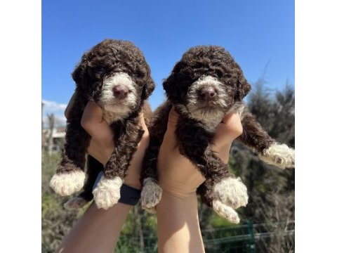 Mükemmel lagotto romagnolo yavrularımız