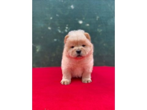 A kalite panda surat chow chow çin aslanı