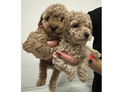 Toy poodle bebek köpeklerimiz