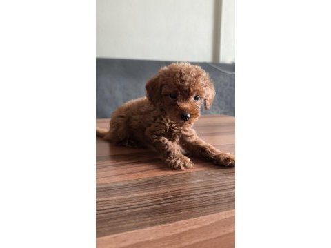 Teacup toy poodle yavrularımız