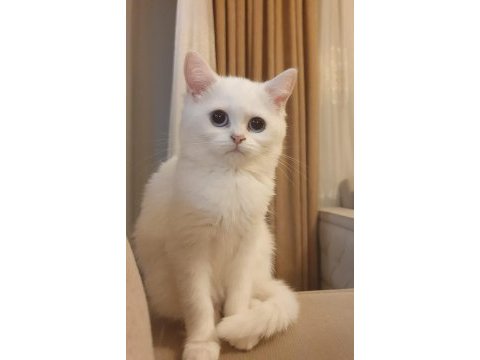 Kızımıza yeni ev british shorthair