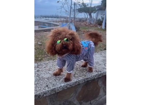 Toy poodle erkek 1,5 yaş kore kan çorlu