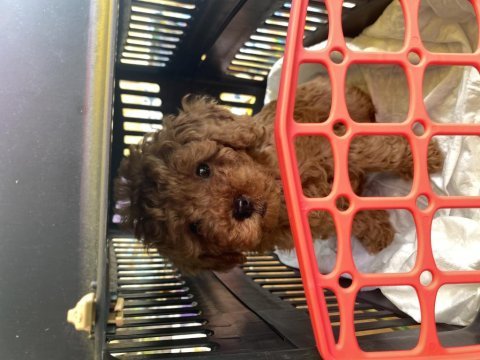 2 aylık red toy poodle