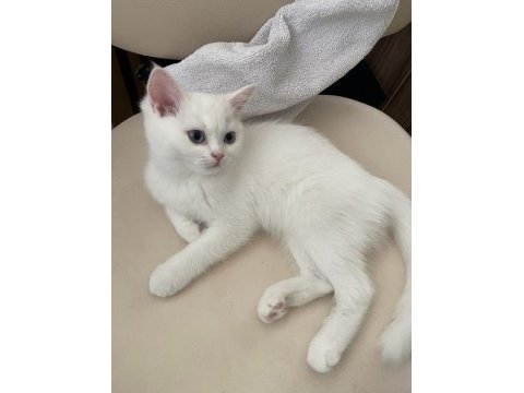 British longhair shorthair dişi ve erkek