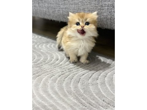 2 aylık yavrularımız golden british longhair