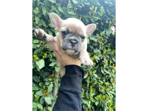 French buldog dişi
